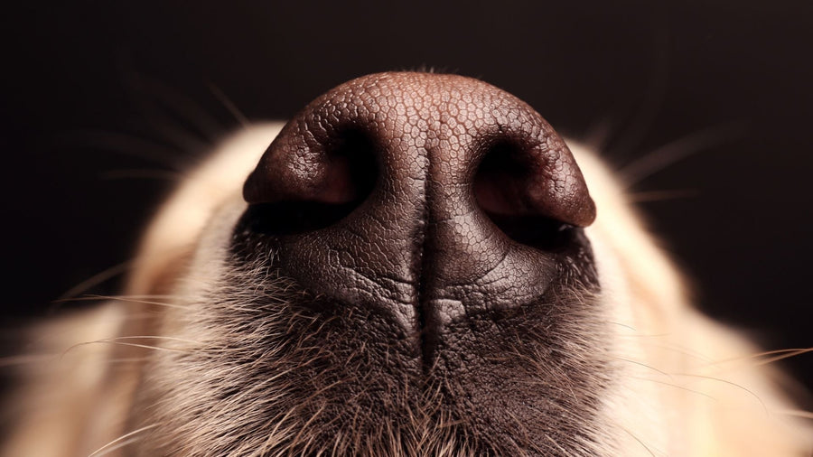 Inilah Aroma yang Disukai Anjing dan Membuatnya Nyaman