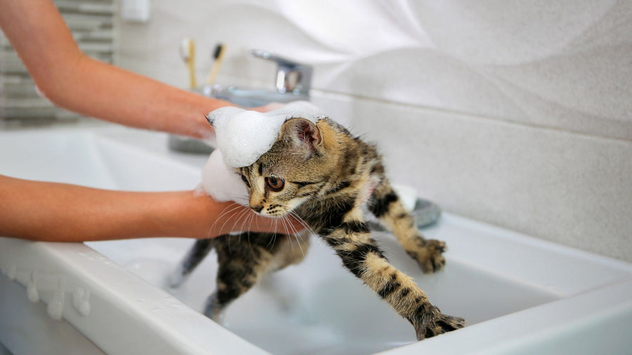 Cara Memandikan Kucing yang Takut Air, Tanpa Drama!