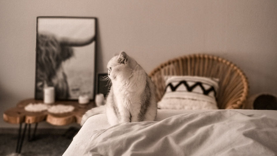 Cara Memelihara Kucing di Kos atau Apartemen dengan Ruang Terbatas
