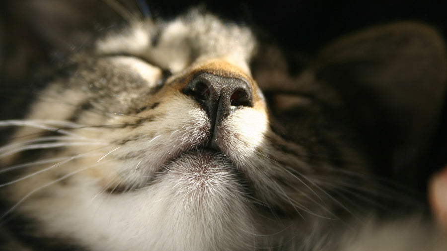 Seberapa Sensitif Penciuman Kucing? Hati-Hati Pakai Parfum di Rumah