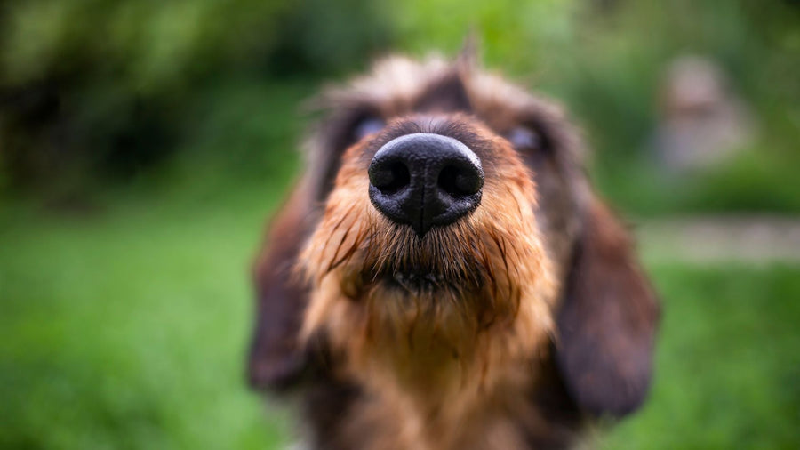 Seberapa Tajam Penciuman Anjing Dibanding Manusia?