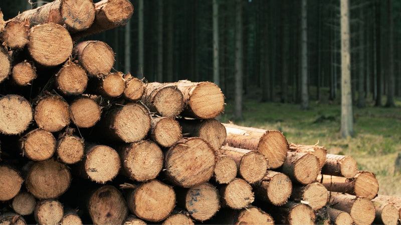 Mengenal Aroma Woody dalam Parfum: Karakter, Jenis, dan Waktu Pemakaian