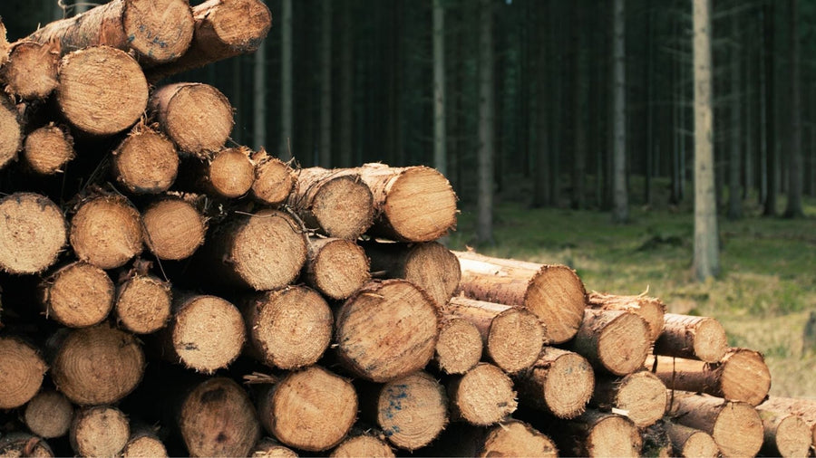 Mengenal Aroma Woody dalam Parfum: Karakter, Jenis, dan Waktu Pemakaian