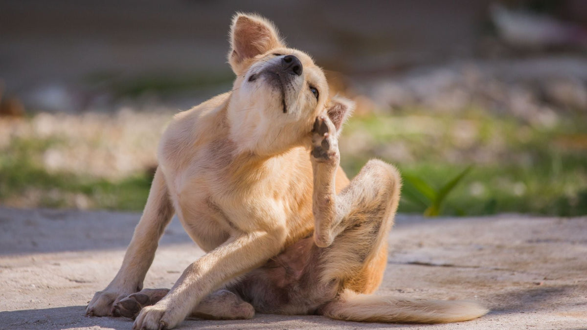 Penyebab Bau Tidak Sedap pada Anjing dan Cara Mengatasinya