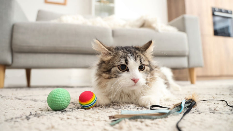 11 Cara Merawat Kucing agar Tetap Sehat dan Bahagia