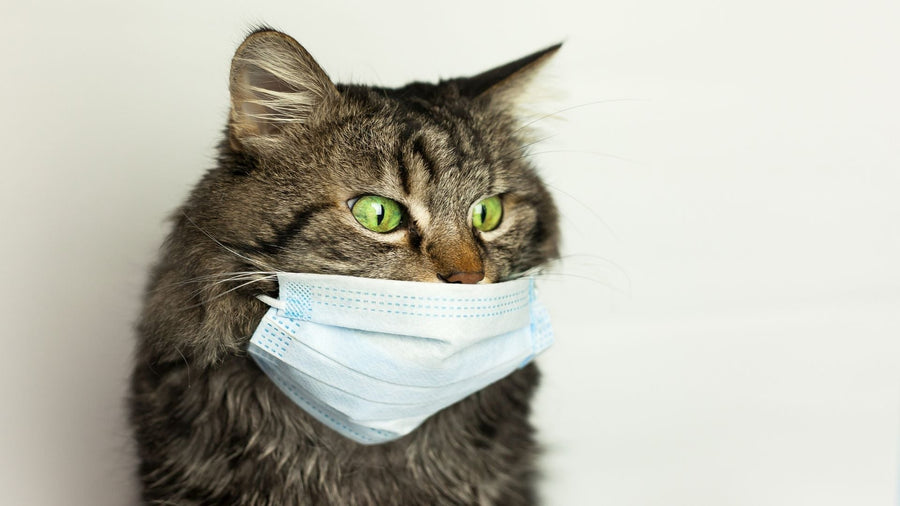 Apakah Parfum Manusia Berbahaya untuk Kucing? Ini Faktanya