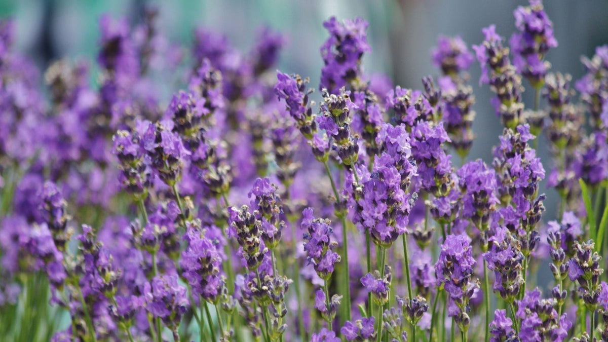 Aroma Lavender untuk Apa? Ini Manfaat dan Cara Menikmatinya