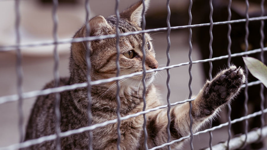 6 Cara Mengatasi Kandang Kucing Bau, Wajib Coba!