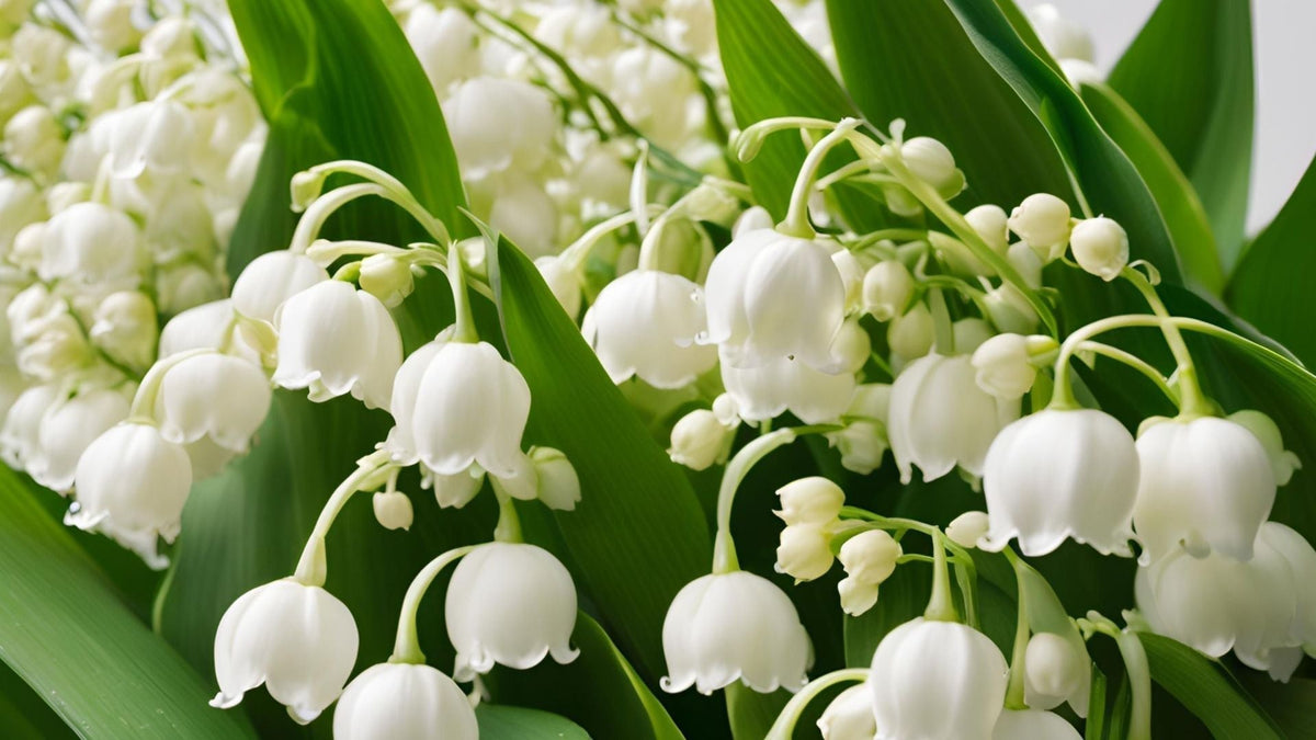 Wangi Bunga Lily of the Valley Seperti Apa? Kenali Aromanya