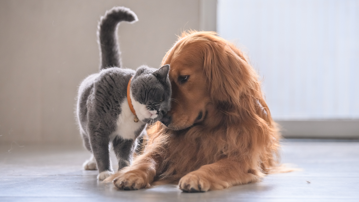 Parfum Hewan untuk Kucing vs. Anjing: Apa Bedanya?