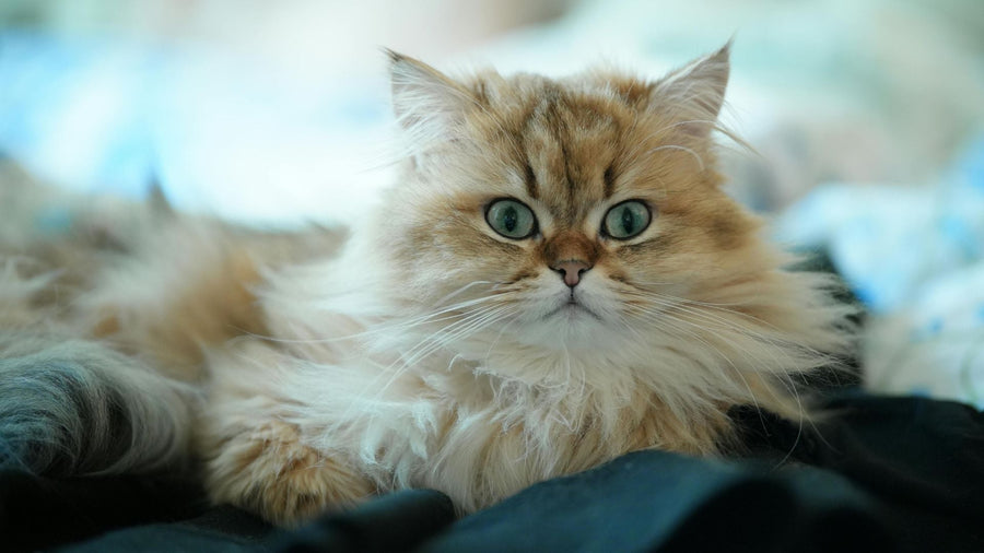 Cara Merawat Kucing Persia Agar Tetap Bersih dan Tidak Bau di Rumah