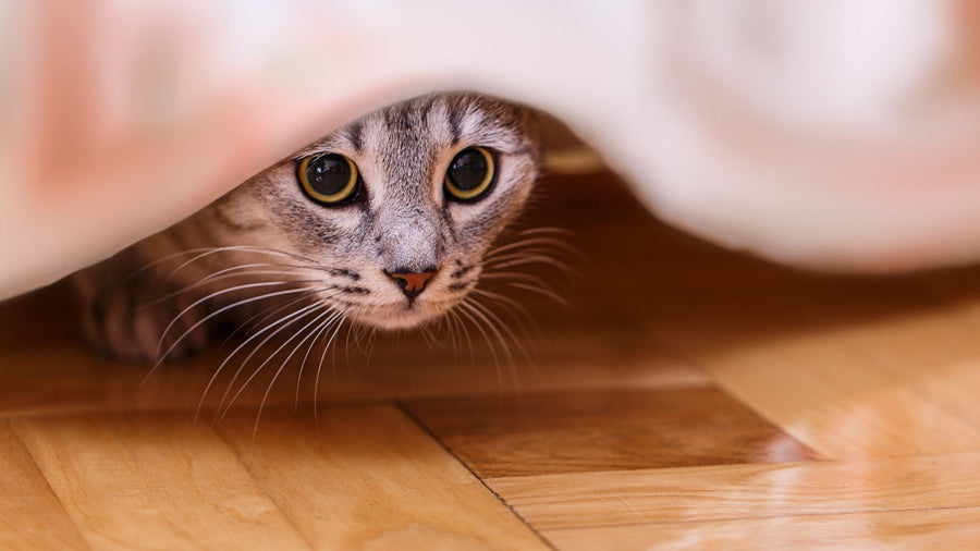 Kucing Stres di Rumah? Kenali Tanda dan Cara Mengatasinya