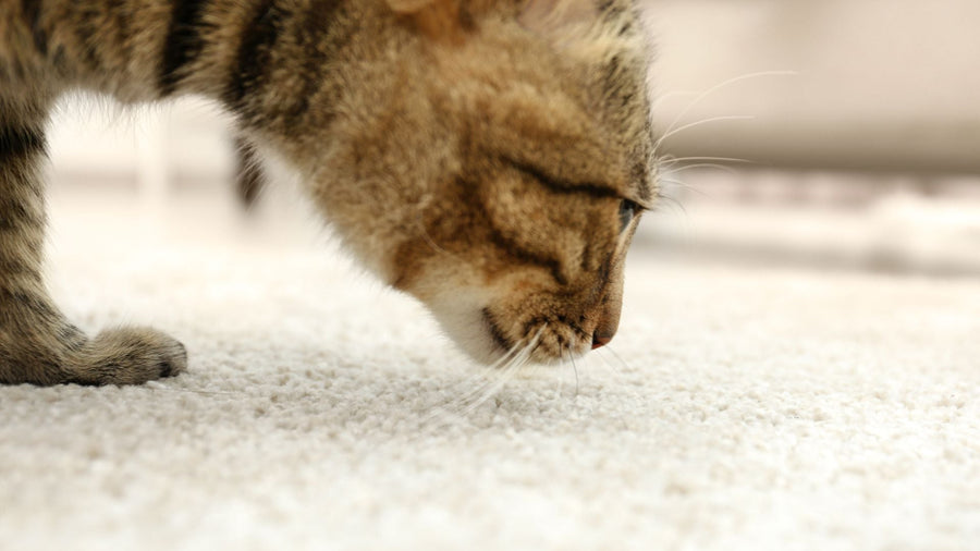 12 Bau yang Tidak Disukai Kucing, Pemilik Wajib Tahu!