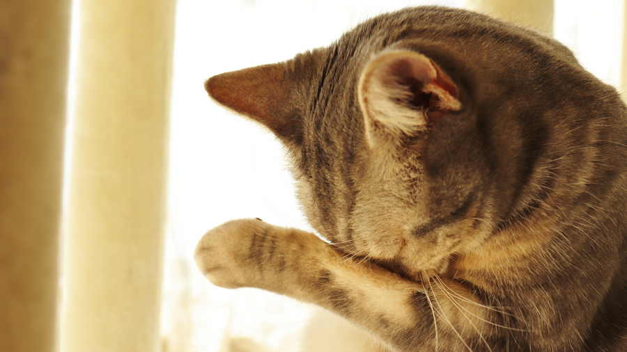 Tips Meninggalkan Kucing di Rumah Agar Tidak Stres