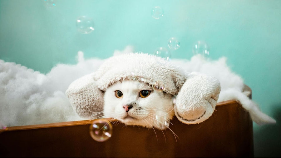 Seberapa Sering Kucing Harus Dimandikan? Ini Jawabannya!