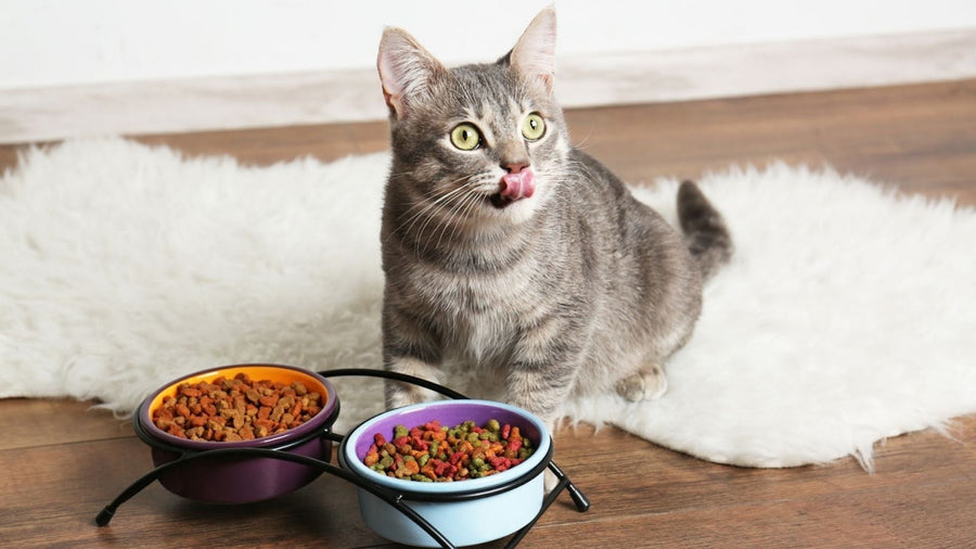 Kenapa Kucing Tidak Mau Makan? Ini Penyebab dan Solusinya