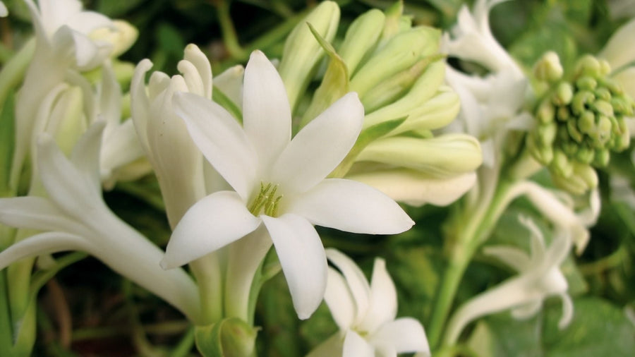 Wangi Tuberose Seperti Apa? Kenali Aroma Bunga Sedap Malam