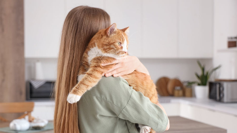 Anabul Bau Lagi Setelah Grooming? Ini Cara Menjaga Bulunya Tetap Fresh