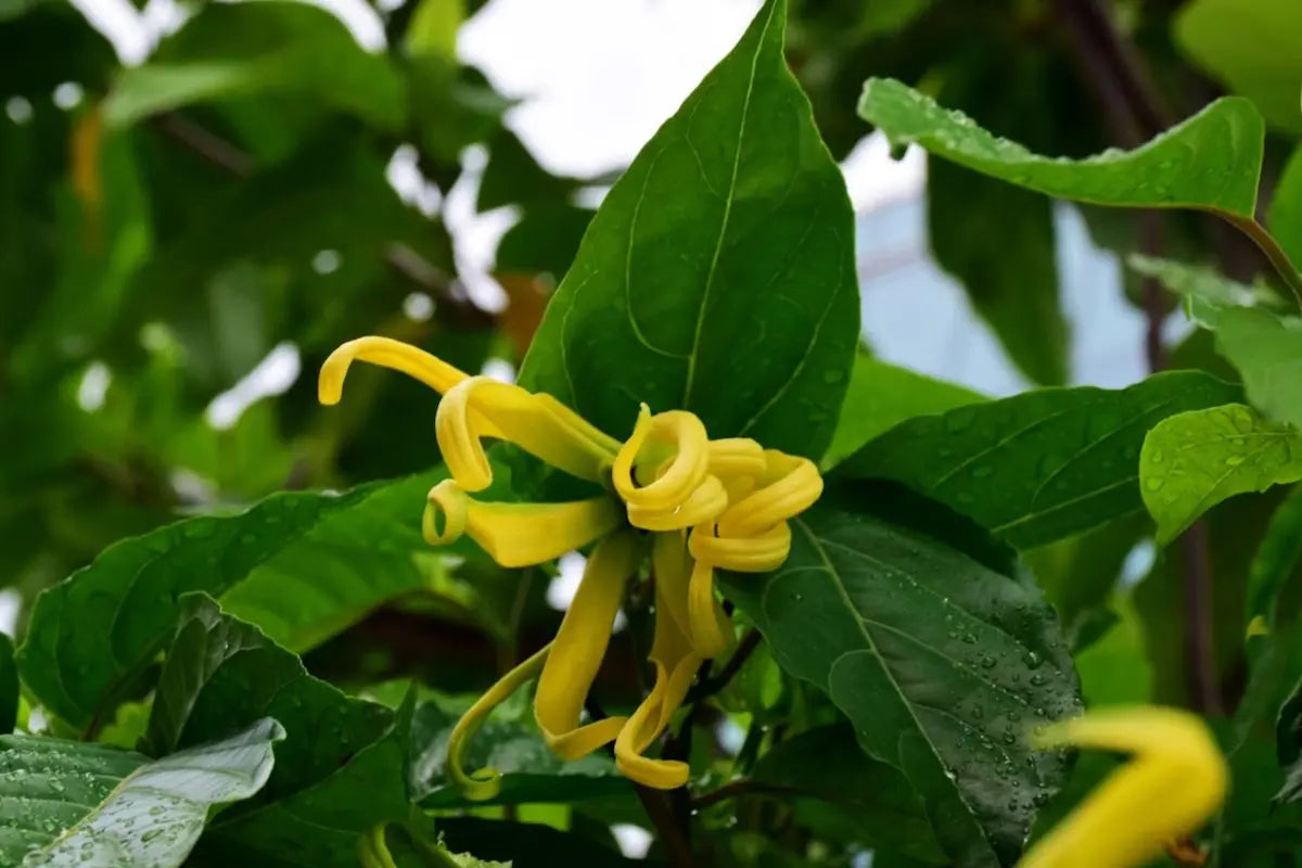 Close up bunga kuning di tengah dedaunan